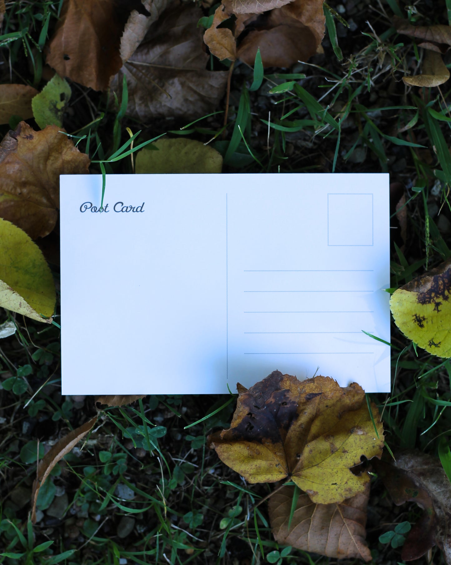 Bears In A Field Post Card