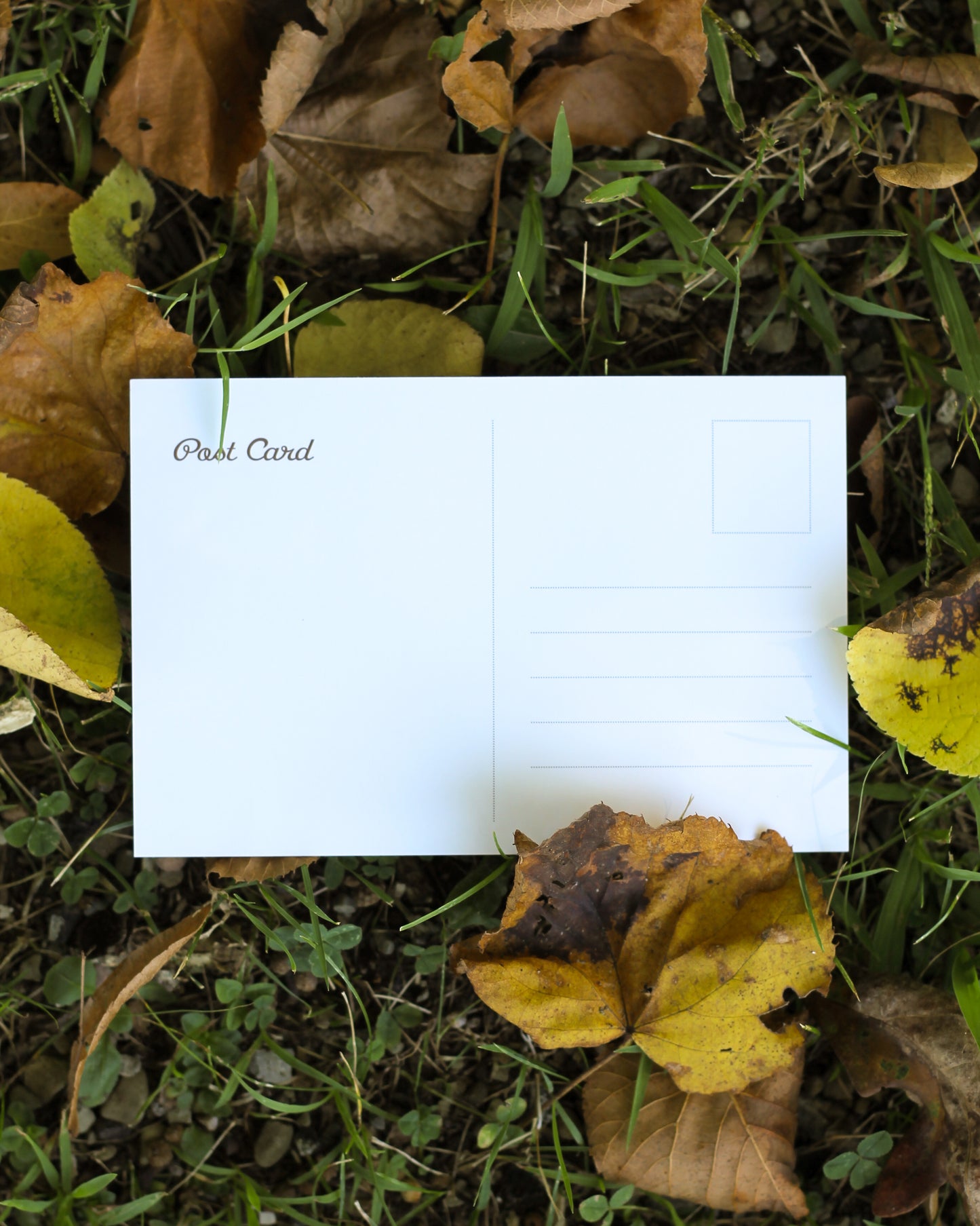 Bears In A Field Post Card