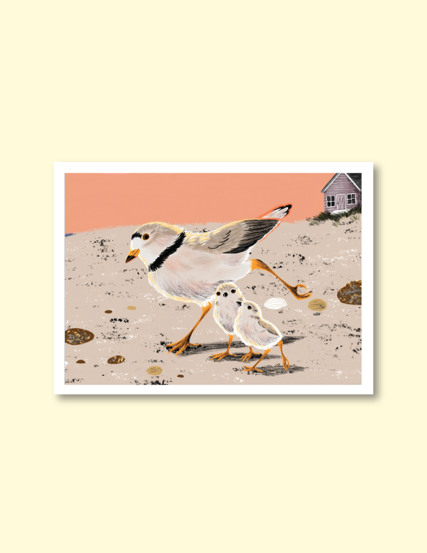 Piping Plovers on Presque Isle Print