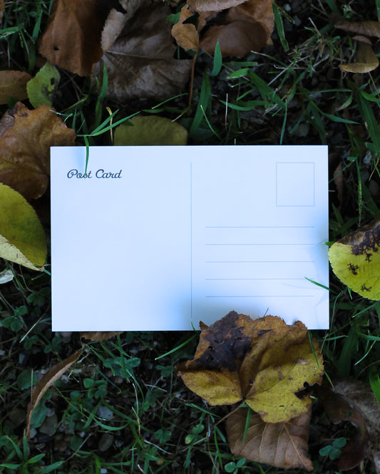 Bears In A Field Post Card