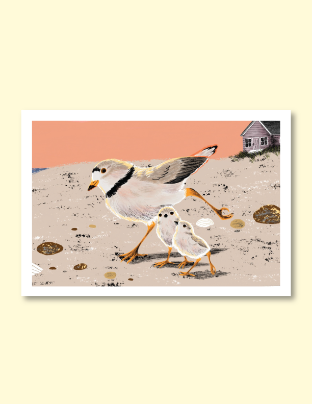 Piping Plovers on Presque Isle Print