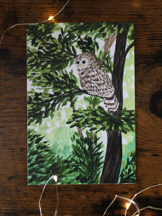 Barred Owl Post Card
